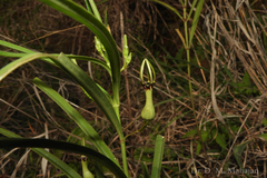 Ceropegia noorjahaniae